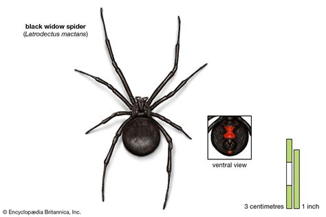 Black Widow Spider Classification Black Widow Spider Classification