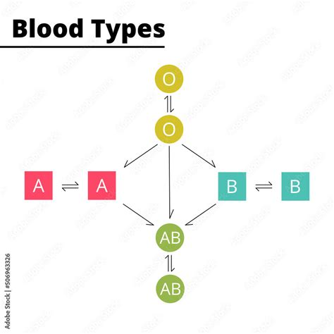 Blood Types Compatibility Diagram Vector Stock Vector Illustration Of