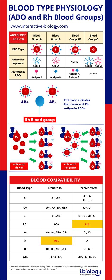 Blood Types Physiology Abo And Rh Blood Groups Interactive Biology