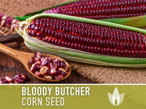 Bloody Butcher Heirloom Bean Seeds Company