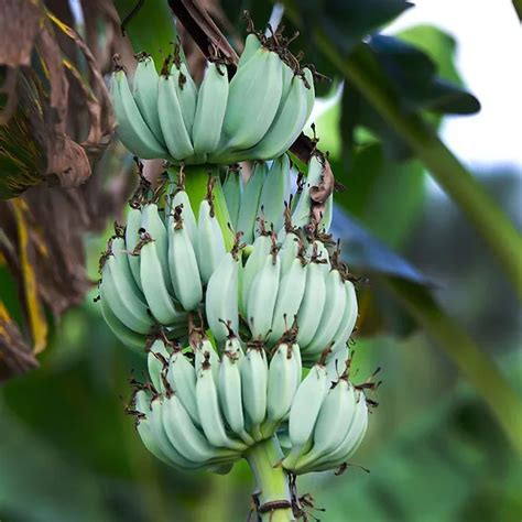 Blue Java Banana For Sale Online The Tree Center