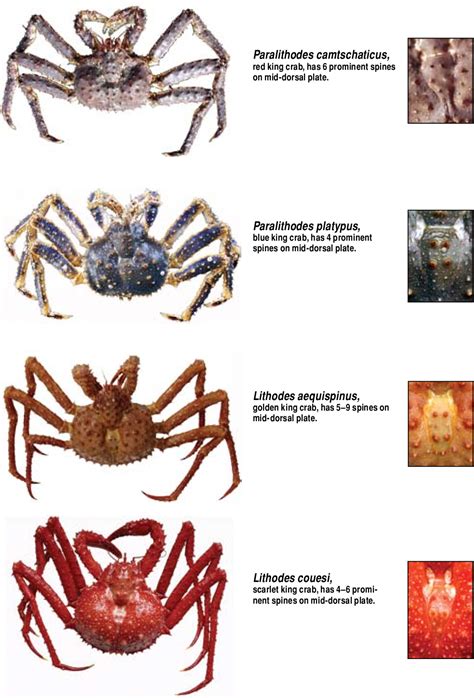 Blue King Crab Vs Red King Crab