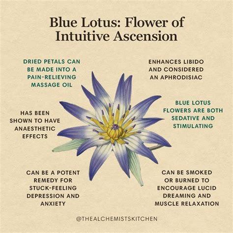 Blue Lotus Benefits Side Effects And Safety