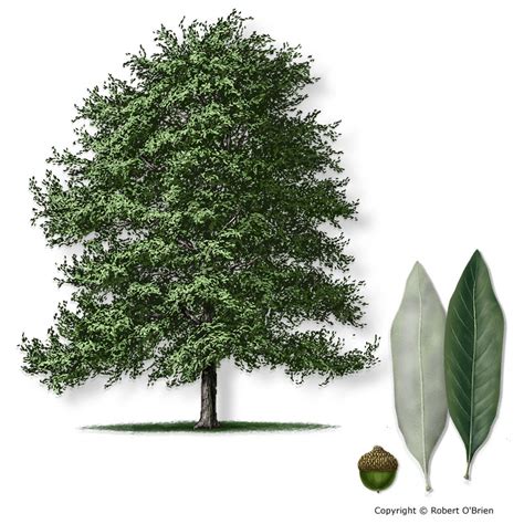 Profit From Bluejack Oak Tree Drawing: Pricing, Market Trends