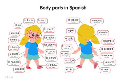 Master Body Parts in Spanish Quickly!