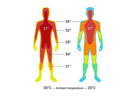 Body Temperature For A Human