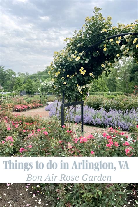 Bon Air Park Rose Garden Arlington Bluebirds