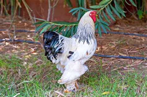 Brahma Chicken Breed Profile Pictures Amp Care Guide