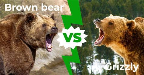 Bear Showdown: Grizzly vs. Brown Bear Battle