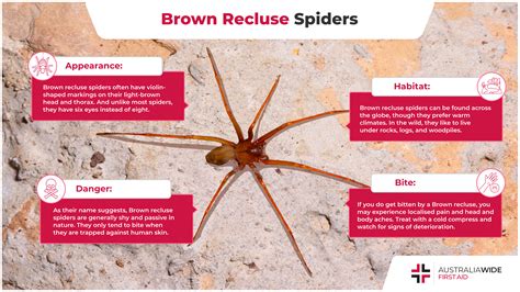 Brown Recluse Spider Web Facts Get Rid Of Brown Recluse Spiders Orkin