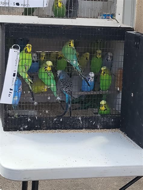 Budgies At A Bird Expo In My Town R Budgies