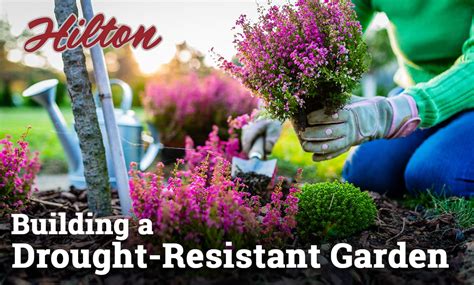 Building A Drought Resistant Garden Hilton Landscape Supply