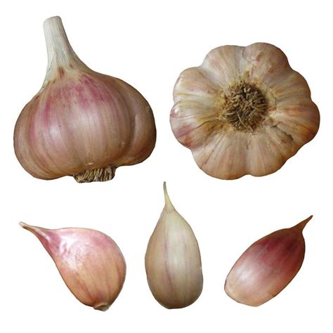 Bulk Garlic Seed Bulbs John Boy Farms