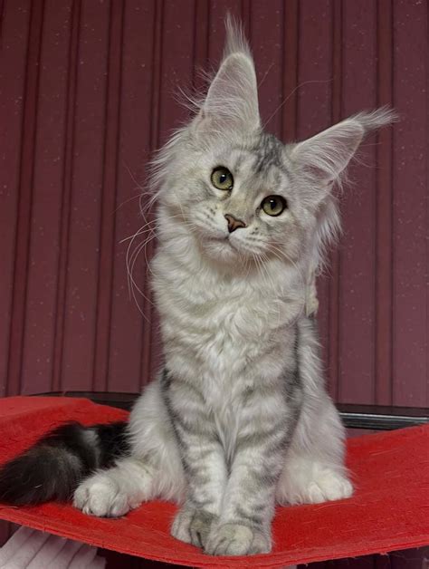 Buy Maine Coon Cat Twin Falls Maine Coon Cats For Adoption Twin Falls