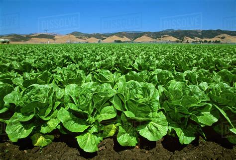 California Romaine Lettuce
