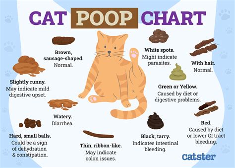 Can Dog Eating Cat Feces Get Sick