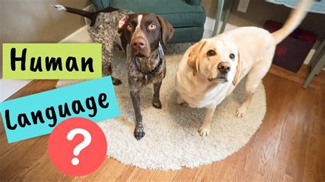 Can Dogs Understand Human Language Woof
