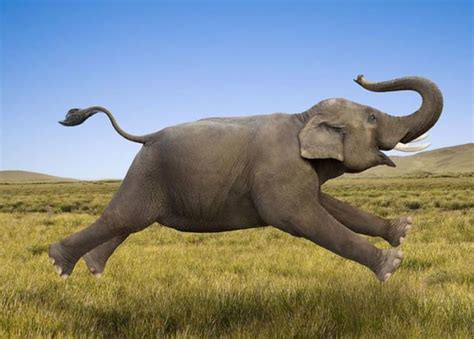 Can Elephants Jump Can Elephants Jump