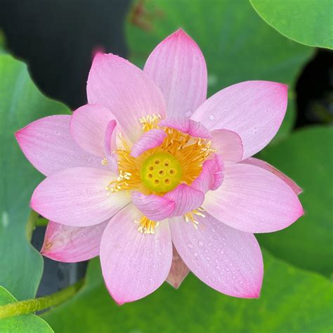 Can I Purchase Cut Lotus Flowers Or Waterliliesfor An Event I Am Plann Pond Megastore