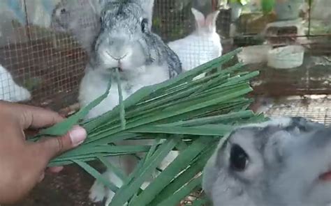 Can Rabbits Eat Lemongrass Is Lemongrass Safe For Rabbits