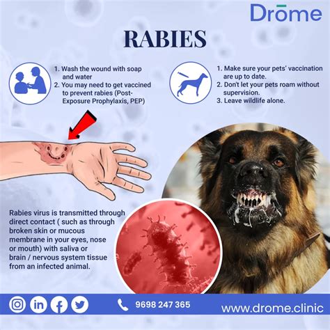 Can Rabies Spread Through Dog Nails