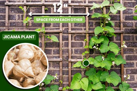 Can You Grow Jicama From A Tuber