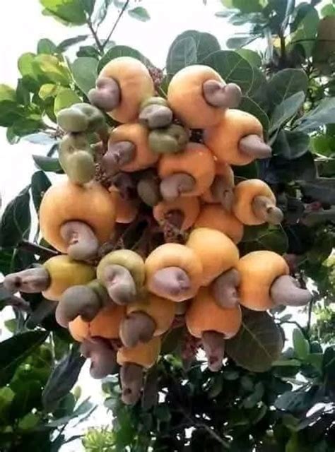 Cashews Look Likethis By Shahbaz Khan Medium