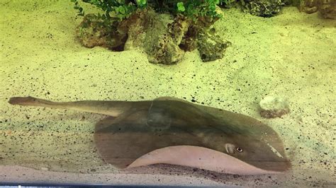 Charlotte The Pregnant Stingray In North Carolina Develops Rare