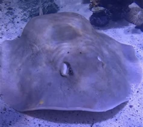 Charlotte The Stingray The Would Be Mom Has Died At Her N C Aquarium Npr