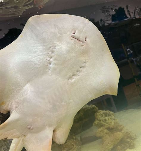 Charlotte The Stingray Who Made Headlines For Mystery Pregnancy Has Died