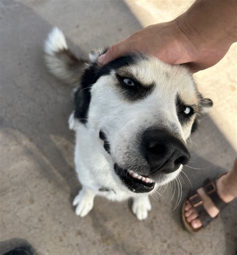 Chef Az Husky Rescue