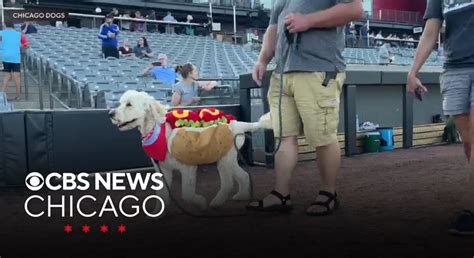 Chicago Dogs Hosting Bark At The Ballpark Game Tuesday Night At Impact