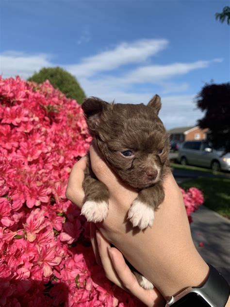 Chihuahua Puppies For Sale Roanoke Va 328002 Petzlover
