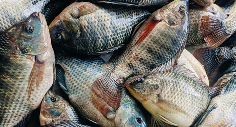 China S Tilapia Price Slide Continues With Bottom Anyone S Guess Undercurrent News