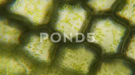 Chloroplast Under Microscope Cell Division Cell Chloroplast Under Microscope Cell Division Cell