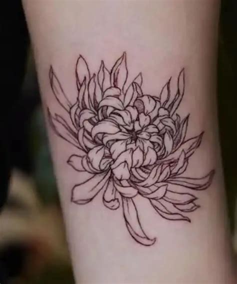 Chrysanthemum Tattoo Styles And Symbolism Chrysanthemum Tattoo Styles And Symbolism