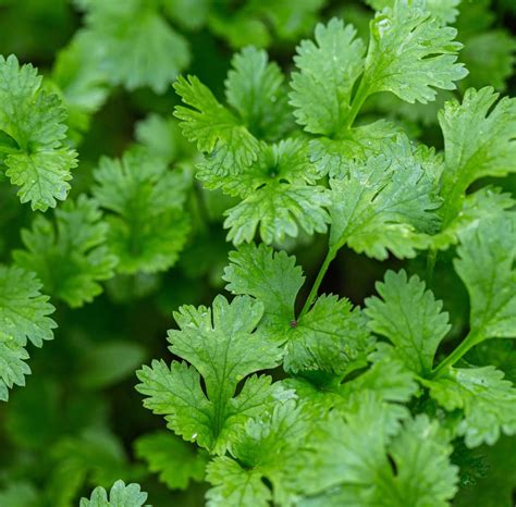 Cilantro Bunch Ana S Veggies