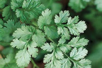 Cilantro Bunch Ivy Creek Family Farm
