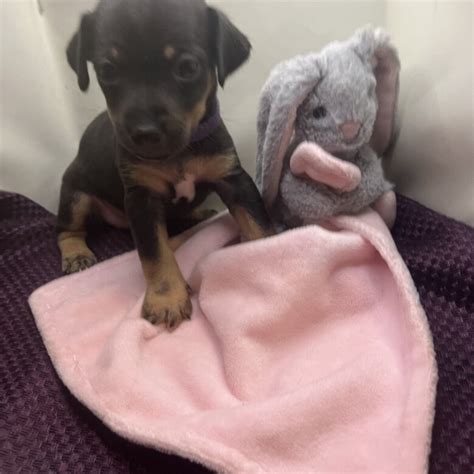 Circus Acts In Pembroke Dock Doc Penfro Compare 50 Options