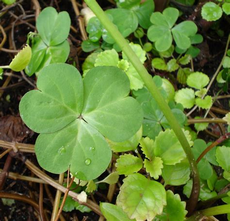 Clover Green Photo 4147937 Fanpop