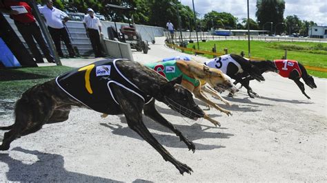 Coalition For Protection Of Greyhounds Says Townsville Death Part Of Coalition For Protection Of Greyhounds Says Townsville Death Part Of