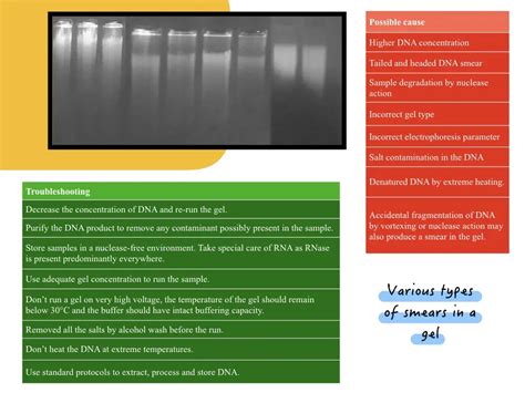 Common Issues In Dna Rna Gel Electrophoresis And Troubleshooting Genetic Education