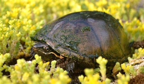 Common Musk Turtle Lifespan Surprising Facts Amp Expert Tips