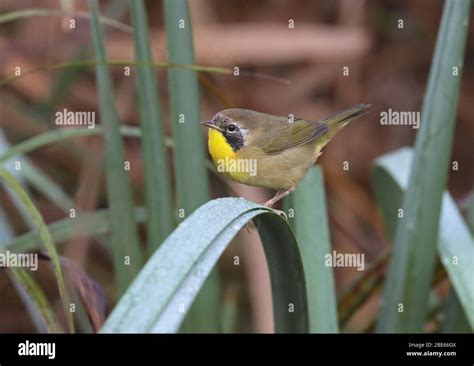 Common Yellowthroat Geothlypis Trichas September 2019 Minnehaha Common Yellowthroat Geothlypis Trichas September 2019 Minnehaha