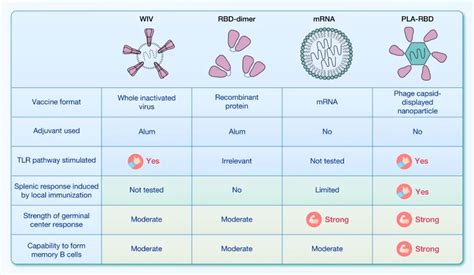Comparison Of Antigen Specific B Cell Responses Reveals Disparity In Immunogenicity And Memory B Cell Formation Across Covid 19 Vaccine Platforms Sciencedirect