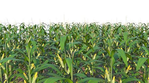 Corn Field 3D Model Turbosquid 1935227