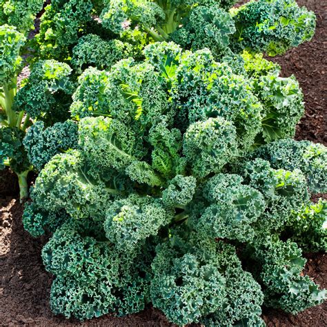 Curly Kale Bonnie Plants