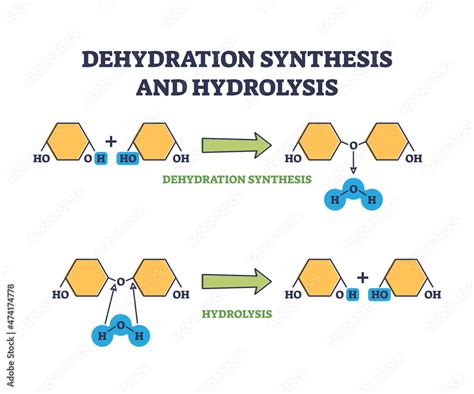 Dehydration Synthesis vs. Hydrolysis: Key Chemical Processes