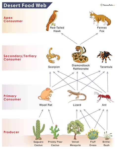 Desert Food Chain Secrets Revealed