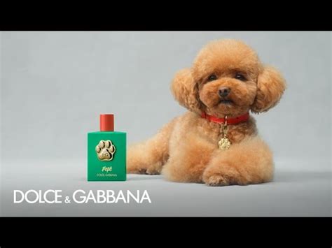 Dgfef The Fragrance Mist For Dogs By Dolcegabbana Youtube Dgfef The Fragrance Mist For Dogs By Dolcegabbana Youtube